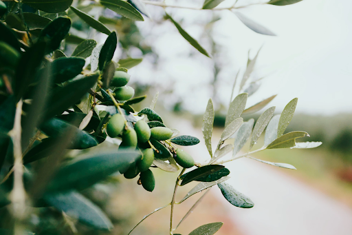 Sutter buttes olive tree
